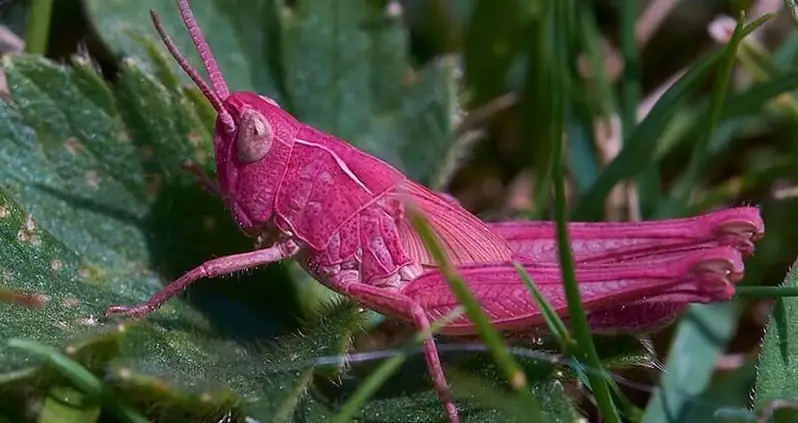 Amateur Photographer Finds Rare Pink Grasshopper In His Garden In Wales