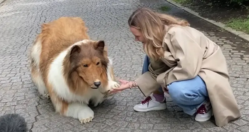 This Japanese Man Who Spent $14K To Transform Himself Into A Collie Goes On His First ‘Walk’