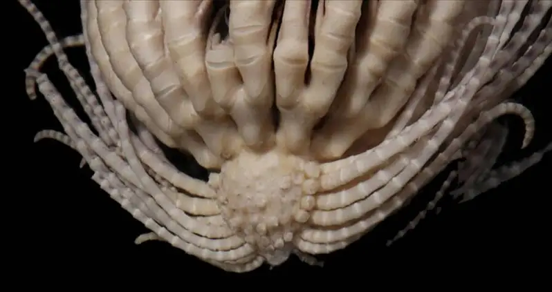 This Terrifying Alien-Like Creature With 20 Arms Was Just Found In The Depths Of The Antarctic Ocean