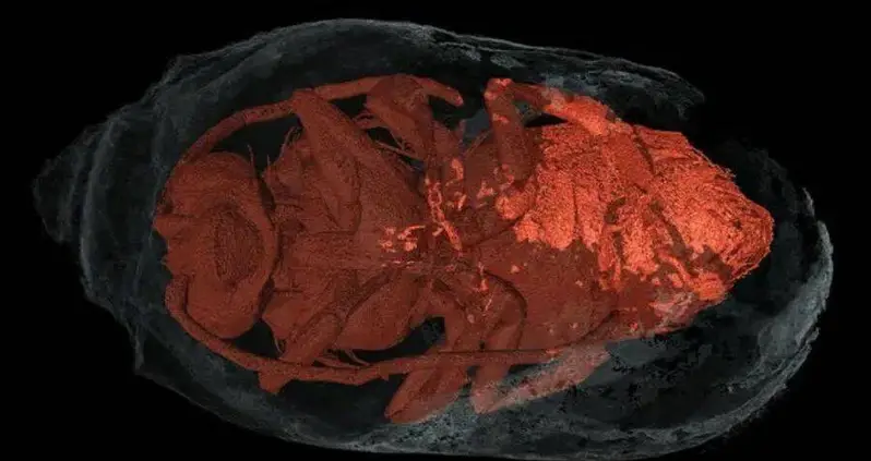 Incredibly Preserved 3,000-Year-Old Bees Discovered Mummified And Fossilized In Their Cocoons