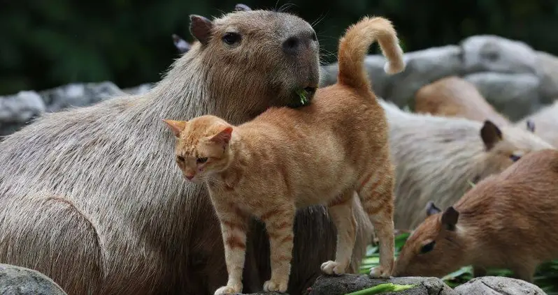 A Group Of Capybaras Adopted A Stray Cat At A Malaysian Zoo — And Now It’s Part Of Their Enclosure