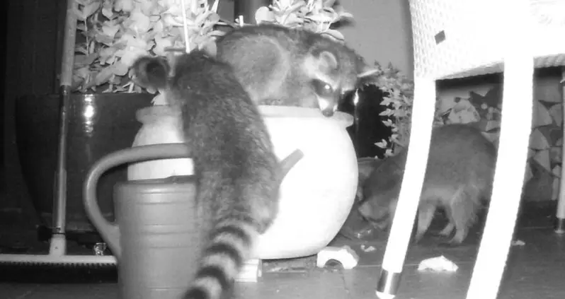 A ‘Plague’ Of Beer-Drinking Raccoons Has Caused A ‘Catastrophe’ As They Raid Homes Across Germany