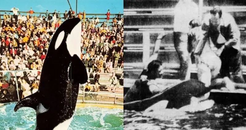 The Sad Story Of The Original Shamu, The Captive Orca At The Start Of SeaWorld’s Legacy Of Abuse