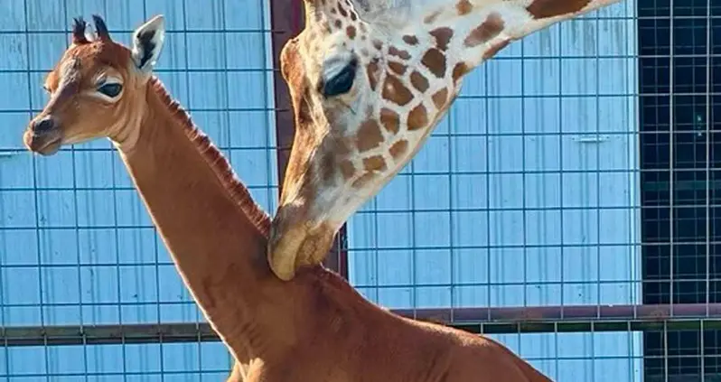 This Spotless Giraffe, Thought To Be The Only One In The World, Was Just Born At A Tennessee Zoo