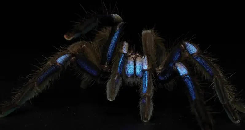 New Electric Blue Tarantula Species Discovered In Thailand