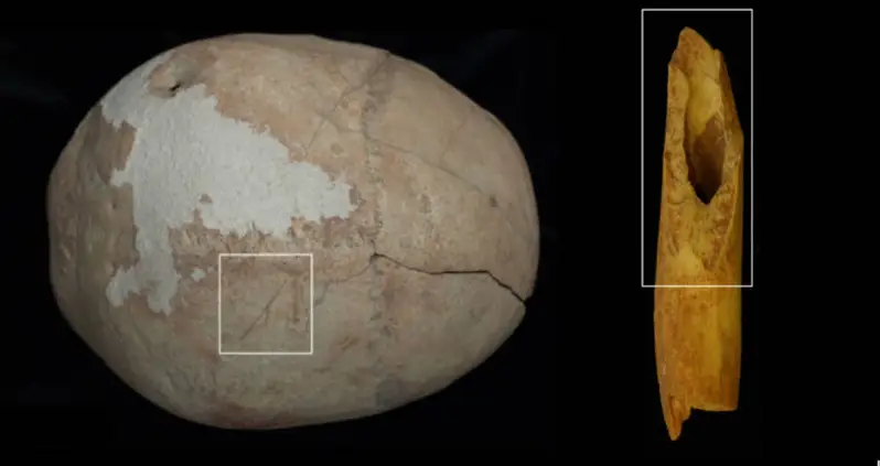 A Cup Made From A Human’s Skull Was Found In A Cave In Spain Alongside Other Ancient Remains Used As Tools