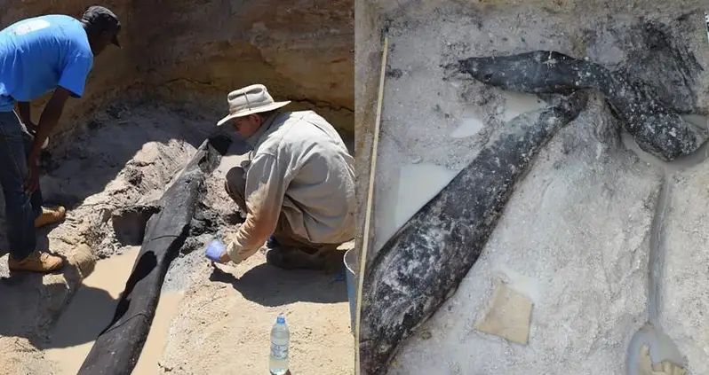 500,000-Year-Old Wooden Logs Found In Zambia May Be The World’s Oldest Known Wooden Structure