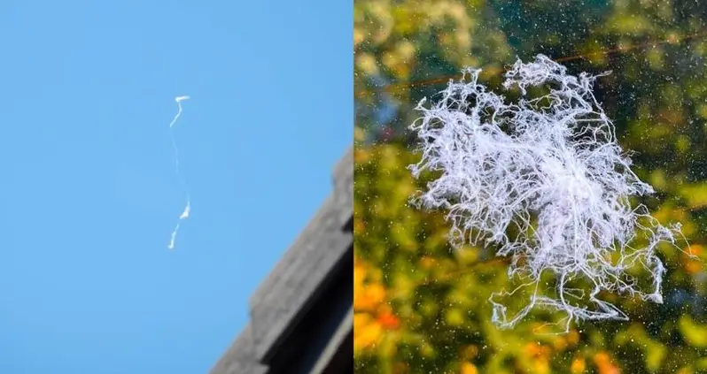 Clumps Of Spiders Are Falling From The Sky In California In A Phenomenon Called ‘Ballooning’