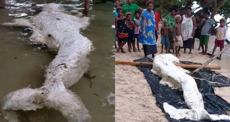 ‘Mermaid Globster’ Washes Ashore In Papua New Guinea, Baffling Locals And Experts Alike