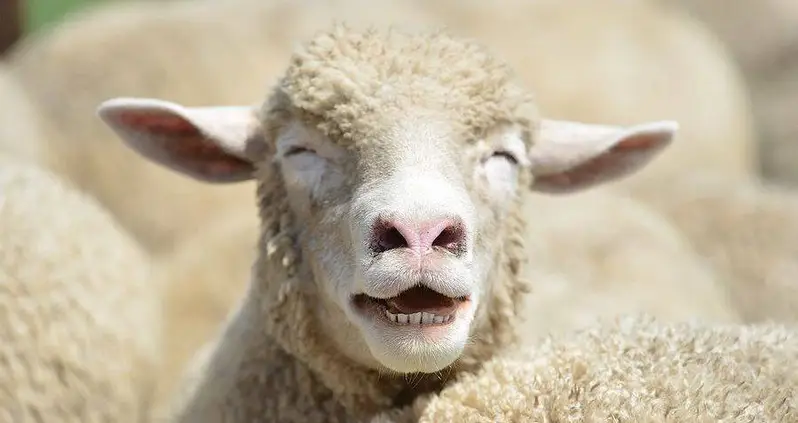 Storm Forces Greek Sheep To Seek Refuge In A Greenhouse — Where They Ate 600 Pounds Of Marijuana