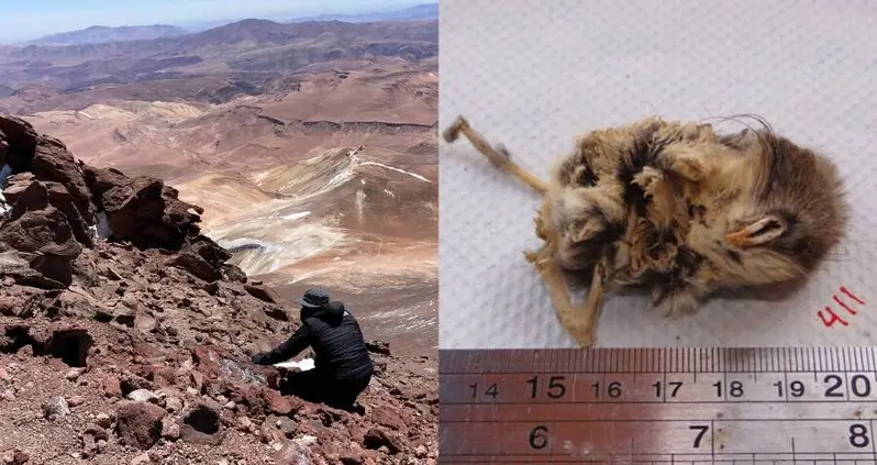 Mummified Mice Discovered Atop Andean Volcanoes, Leaving Biologists Baffled