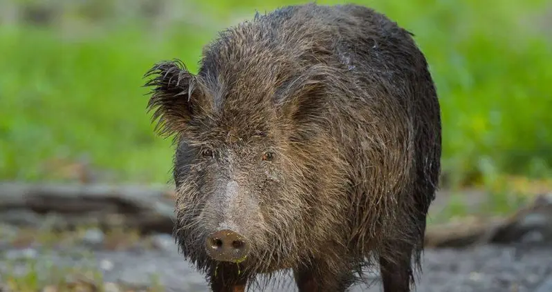 ‘Incredibly Intelligent’ Canadian Super Pigs Threaten To Spread To The U.S. And Wreak Havoc On Native Species