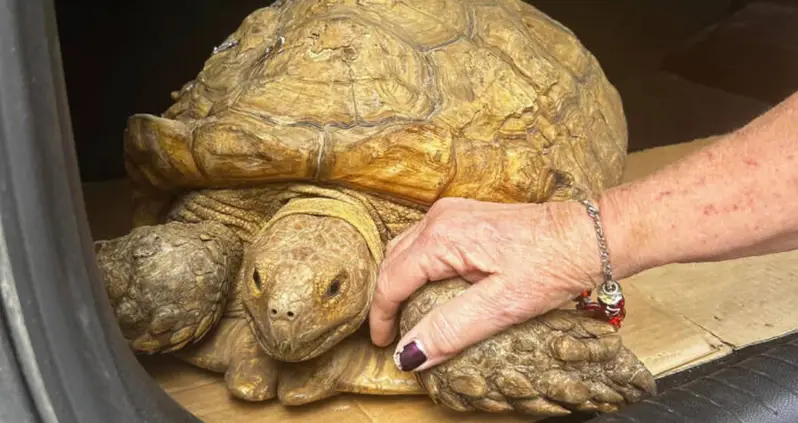 After Three Years, This ‘Escape Artist’ Pet Tortoise Has Been Returned To Her Florida Home