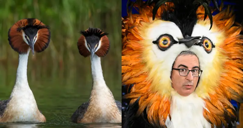 The Puking Pūteketeke Just Won New Zealand’s ‘Bird Of The Century’ Contest — Thanks To A Campaign From John Oliver