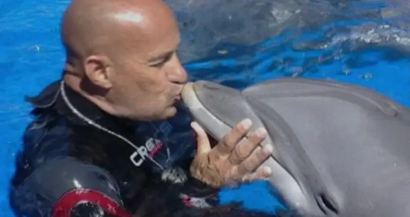 The Shocking Story Of José Luis Barbero, The Spanish Dolphin Trainer Accused Of Animal Abuse
