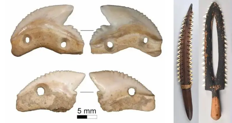 Archaeologists Discover 7,000-Year-Old Shark Tooth Knives In Indonesia