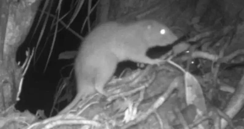 A Giant Rat That Can Break Open Coconuts Was Just Photographed For The First Time On The Solomon Islands