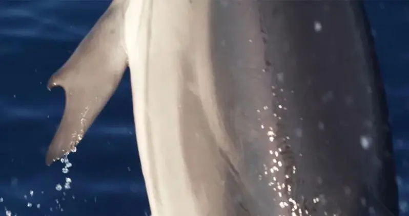 Marine Biologists Recently Spotted A Dolphin With Human-Like ‘Thumbs’