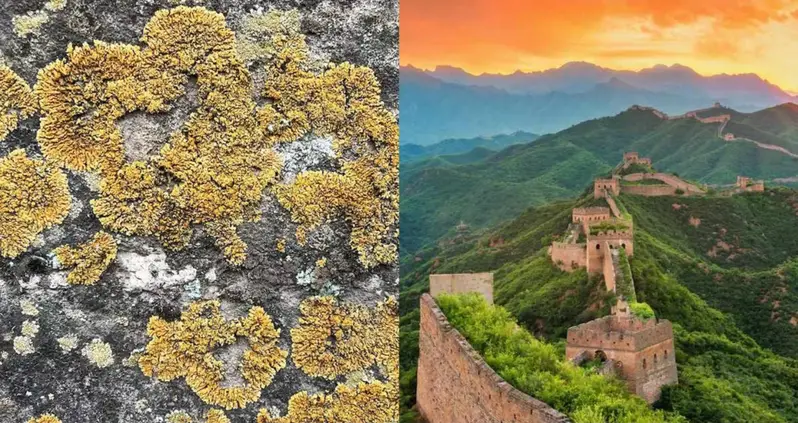 Researchers Discover That The Great Wall Of China Has A ‘Living Skin’ That’s Protected It For Centuries