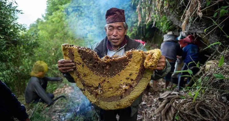 The Trippy History Of Mad Honey, The Rare Hallucinogen Found High In The Mountains Of Turkey And Nepal