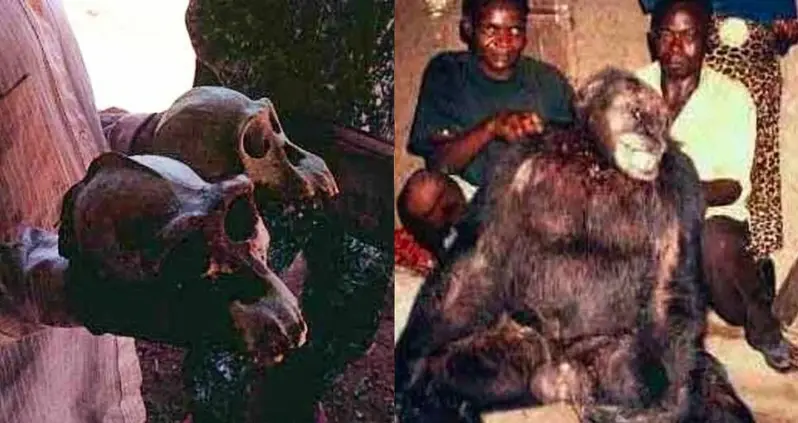 Inside The Legend Of The Bondo Ape, The ‘Lion-Killing’ Primate Of The Congo