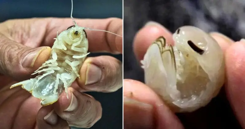 Marine Biologists Discover A New Species Of Translucent Crustacean Off The Coast Of The Bahamas