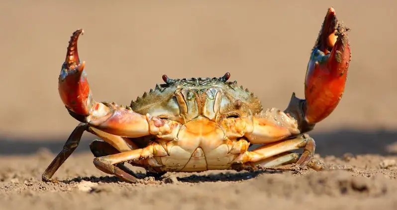 Inside The Mystery Of Carcinization, The Baffling Phenomenon Where Various Animals Turn Into Crabs