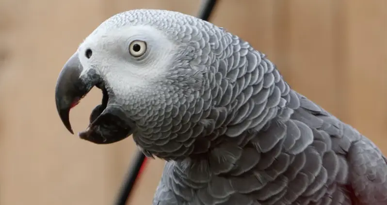 British Zoo Launches New Plan To Curb Parrots’ Nonstop Swearing