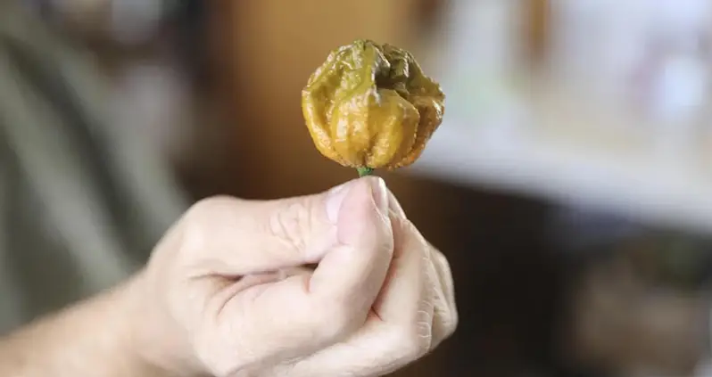 The 7 Hottest Peppers In The World, From Pepper X To Naga Viper