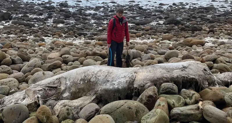 Mysterious, Faceless ‘Seabeast’ Baffles Experts After Washing Ashore In Yorkshire