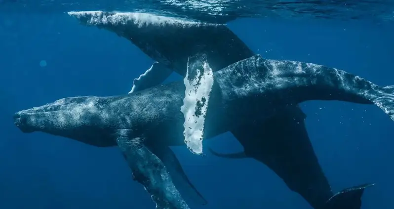 Photographers Document Humpback Whale Sex For The First Time — And It’s Between Two Males