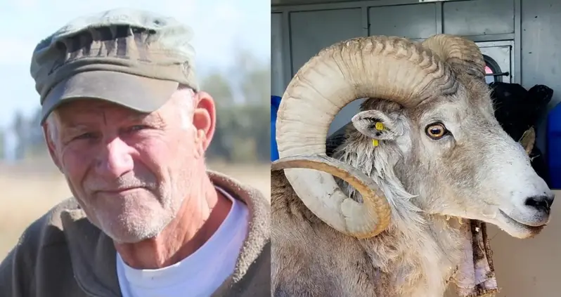 Montana Farmer Pleads Guilty To Illegally Breeding Massive ‘Mutant’ Sheep