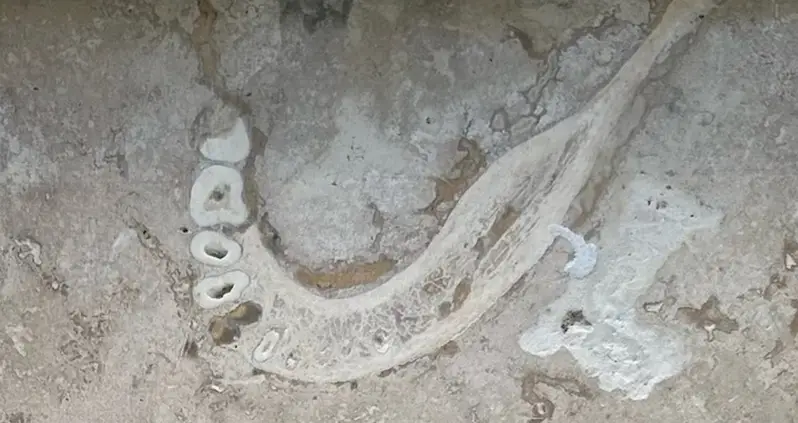 Dentist Finds What May Be A Prehistoric Human Jawbone Embedded In His Parents’ New Floor