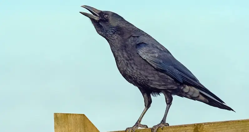 New Study Suggests That Crows Can ‘Count’ Out Loud Up To Four