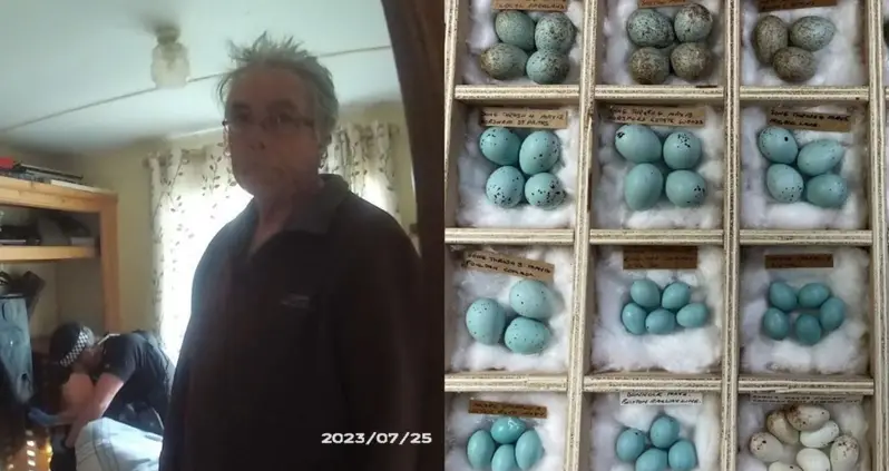 71-Year-Old Egg Collecting ‘Addict’ Sentenced In England After Stealing Thousands Of Wild Bird Eggs