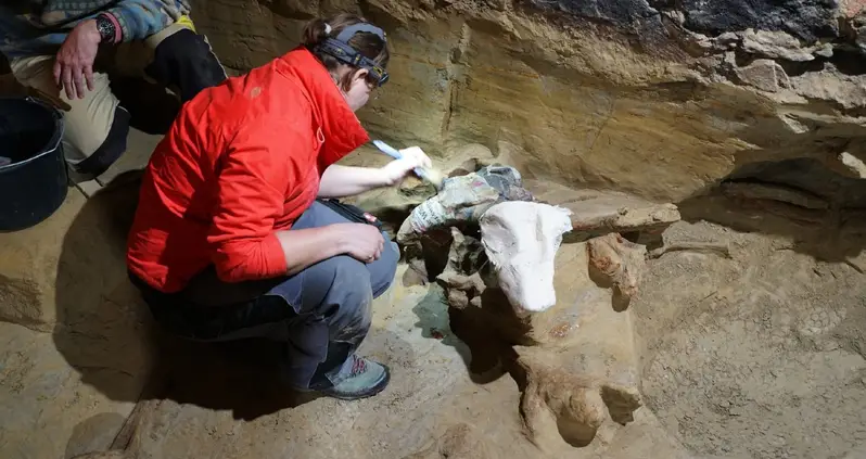 Hundreds Of Bones From At Least Three Woolly Mammoths Found By An Austrian Man Renovating His Wine Cellar