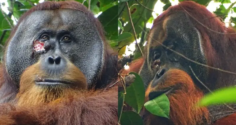 Scientists Observe Wild Orangutan Treating Wounds With Medicinal Plants For The First Time