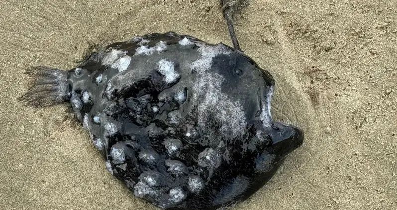 A Beachgoer Just Happened Upon A Rare Pacific Footballfish That Washed Ashore In Oregon