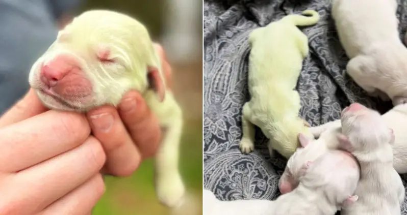 A Golden Retriever In Florida Just Gave Birth To Puppy With Lime Green Fur