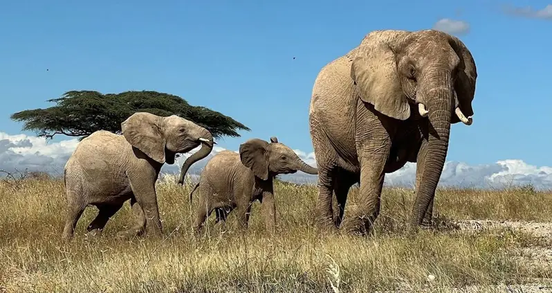 New Study Suggests That African Elephants Use Unique Names For Each Other