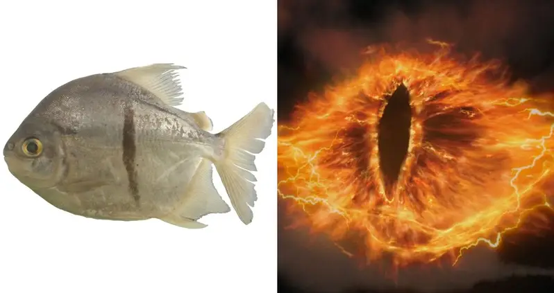 Researchers In The Amazon Discover A Piranha-Like Fish With An ‘Eye Of Sauron’ Marking