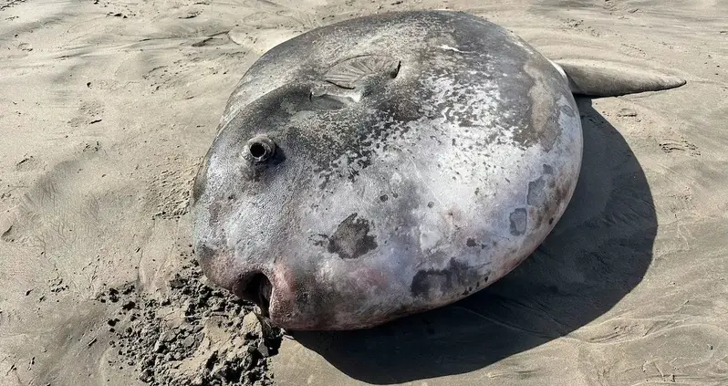 This Rarely-Glimpsed Seven-Foot Sunfish Just Washed Up On An Oregon Beach