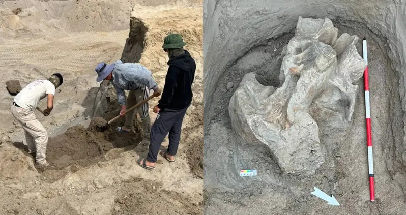 Workers Quarrying A Site In Kyrgyzstan Stumble Upon Prehistoric Mammoth Remains