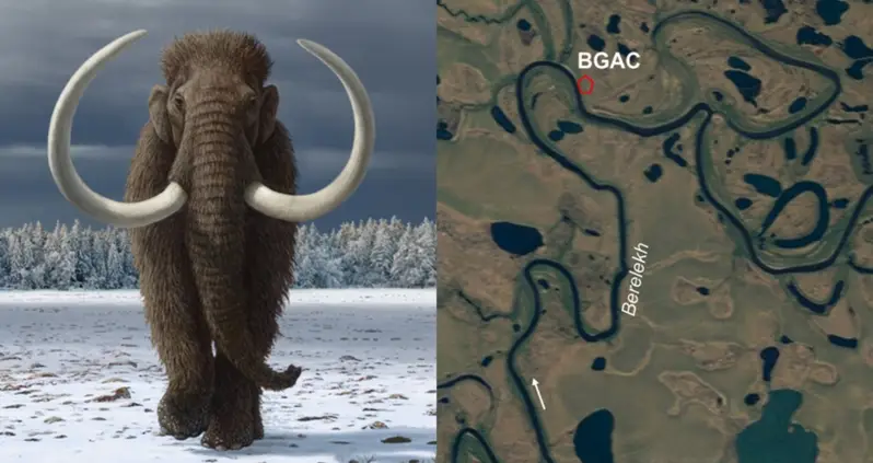 Mammoth ‘Graveyard’ In Siberia Was Likely Created By Humans For Ivory And Bone Tool Production