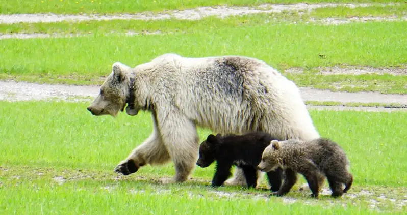 Rare White Grizzly Bear Named Nakoda Dies After Being Hit By A Car In Canadian National Park