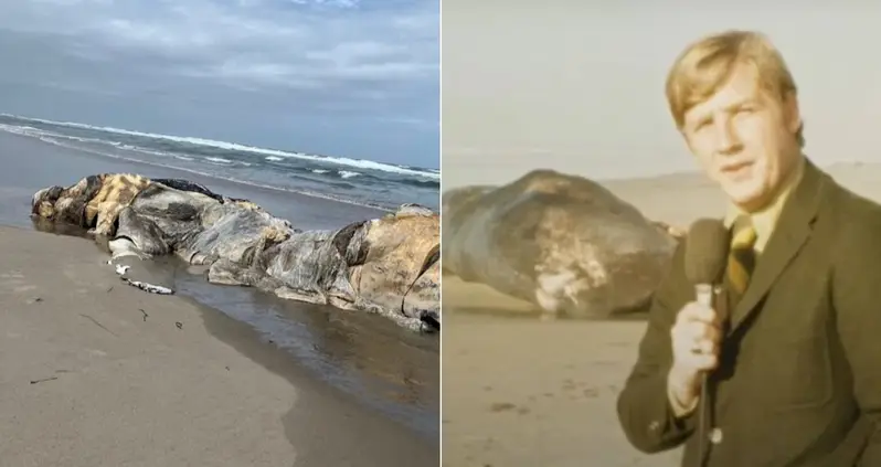 Oregon Officials Won’t Blow Up Their Recently Beached Whale Carcass — And Repeat The Mistake They Made In 1970