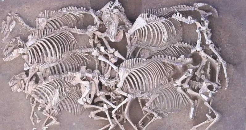 A 2,000-Year-Old Mass Grave With Dozens Of Horse Skeletons Was Just Uncovered In France