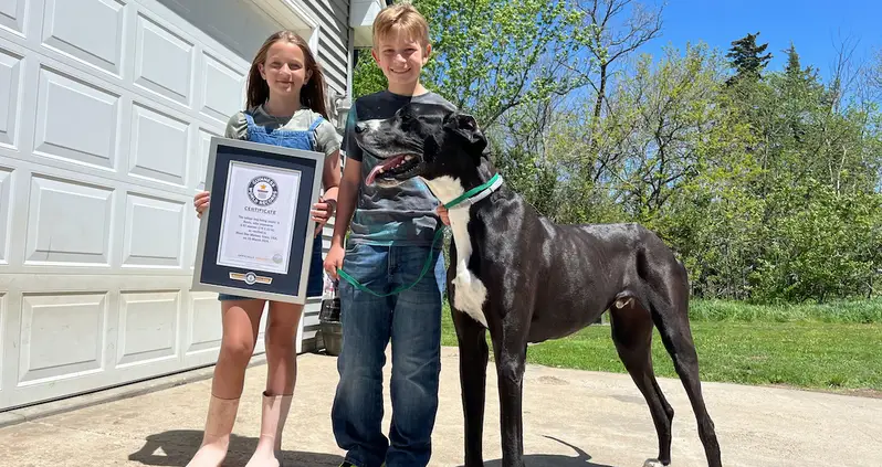 This Great Dane Named Kevin Was Just Named The Tallest Dog By Guinness World Records