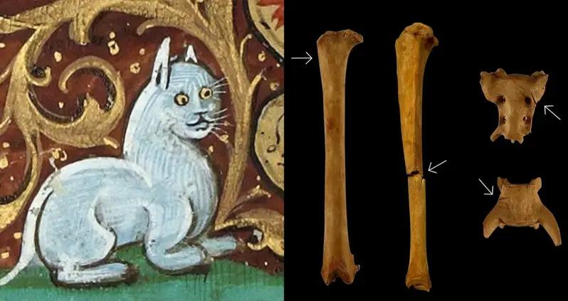 New Study Finds That House Cats Were Skinned For Their Fur In Medieval Portugal