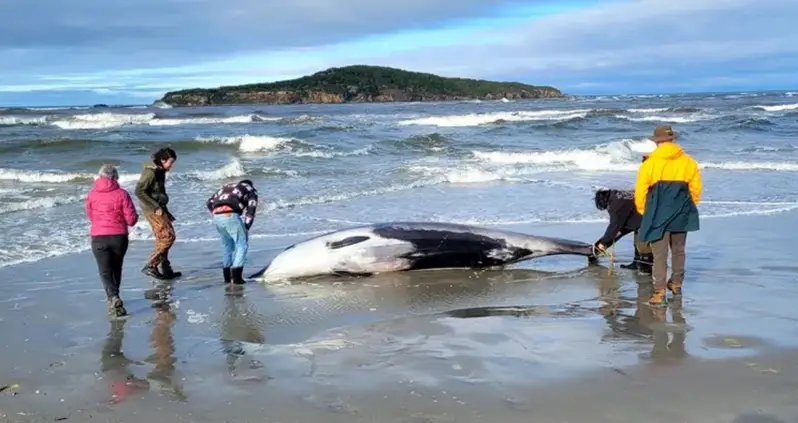 The World’s Rarest Whale Just Washed Ashore In New Zealand, Providing Unique Opportunity For In-Depth Study